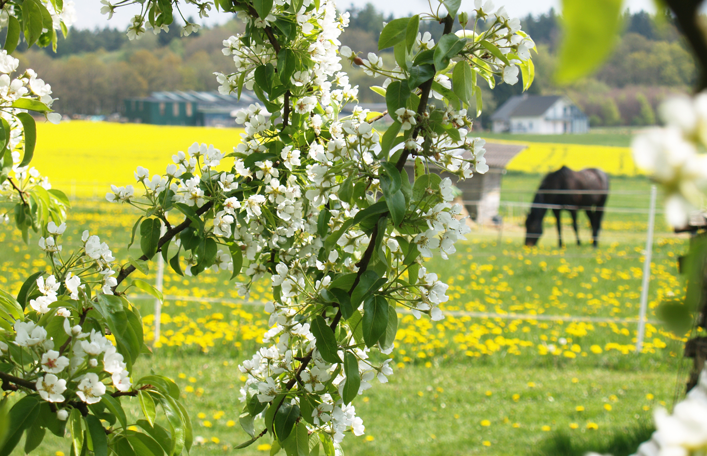 Bärenbach Impression 2